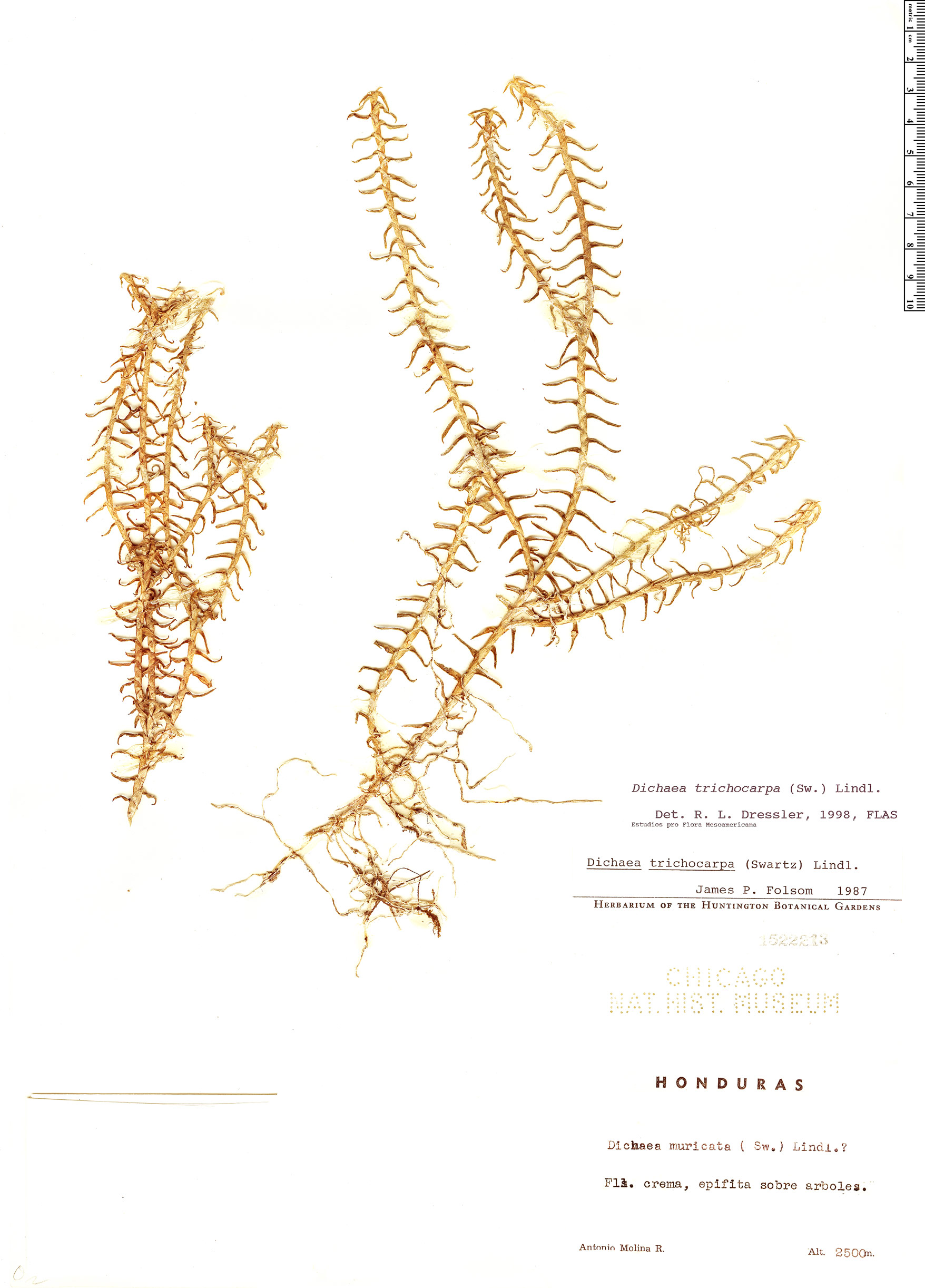 Dichaea trichocarpa image