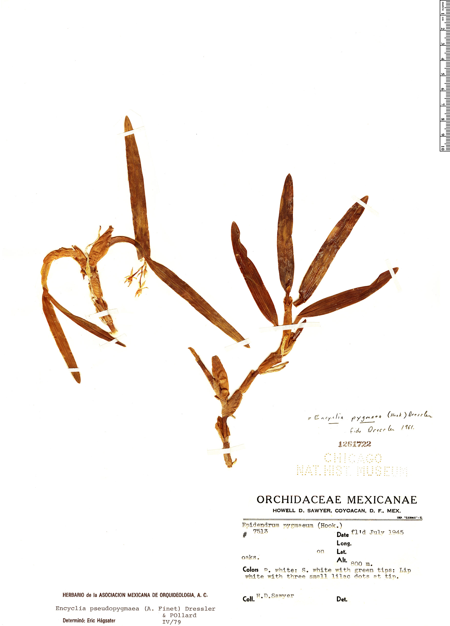 Prosthechea pseudopygmaea image