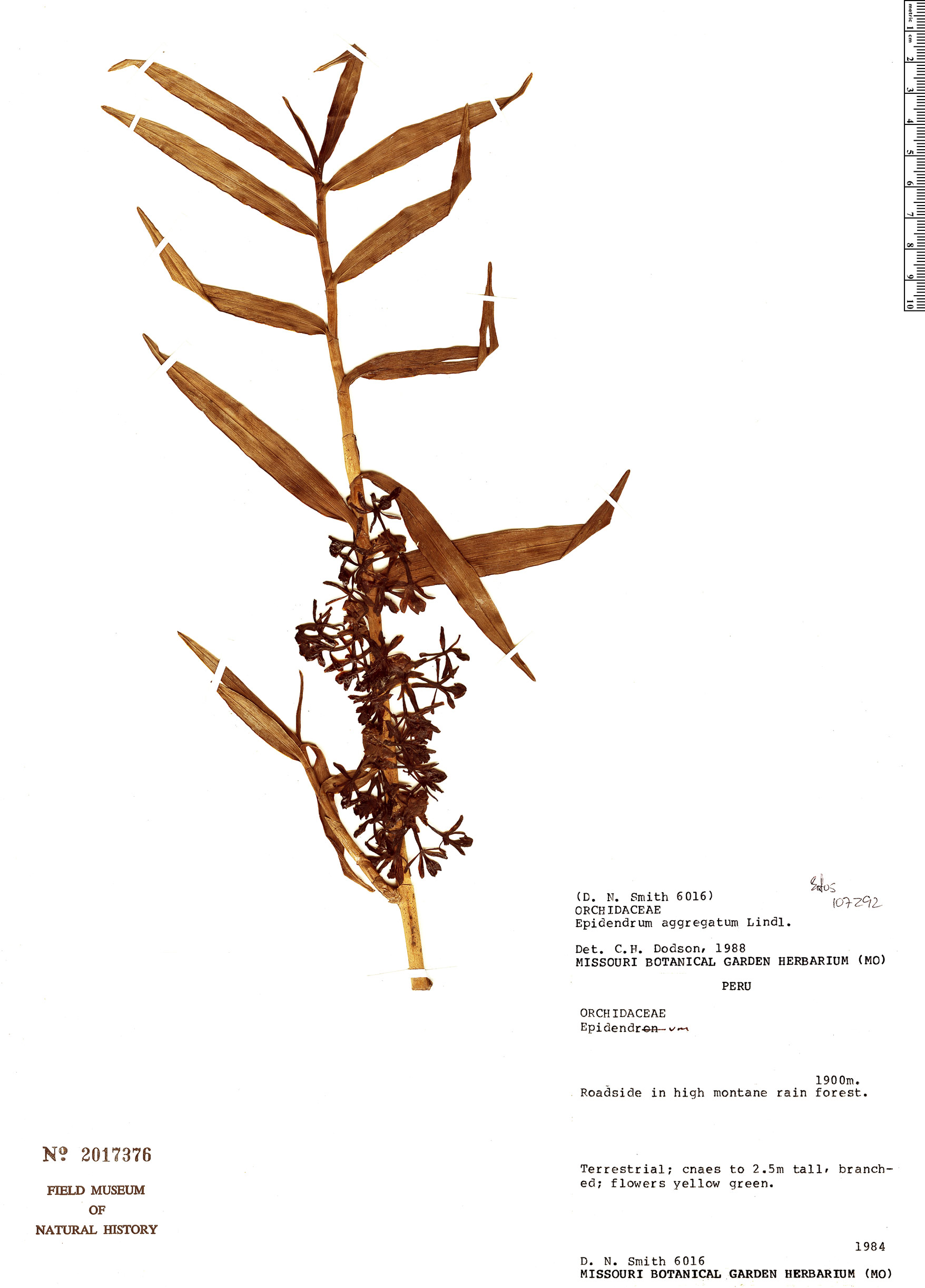 Epidendrum aggregatum image