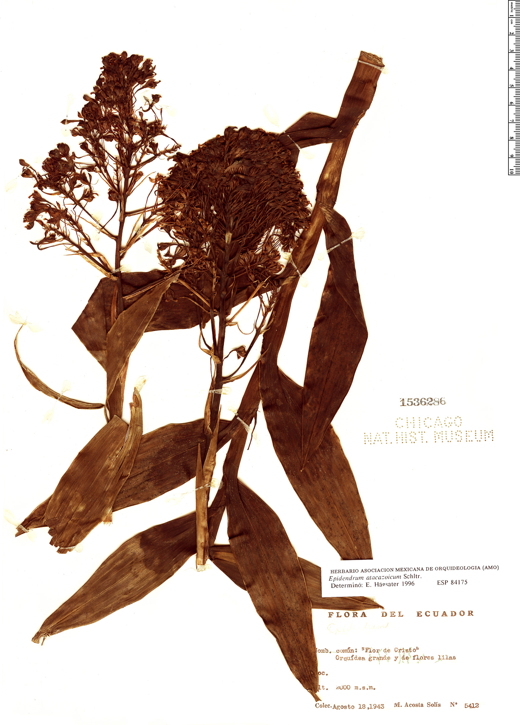Epidendrum atacazoicum image