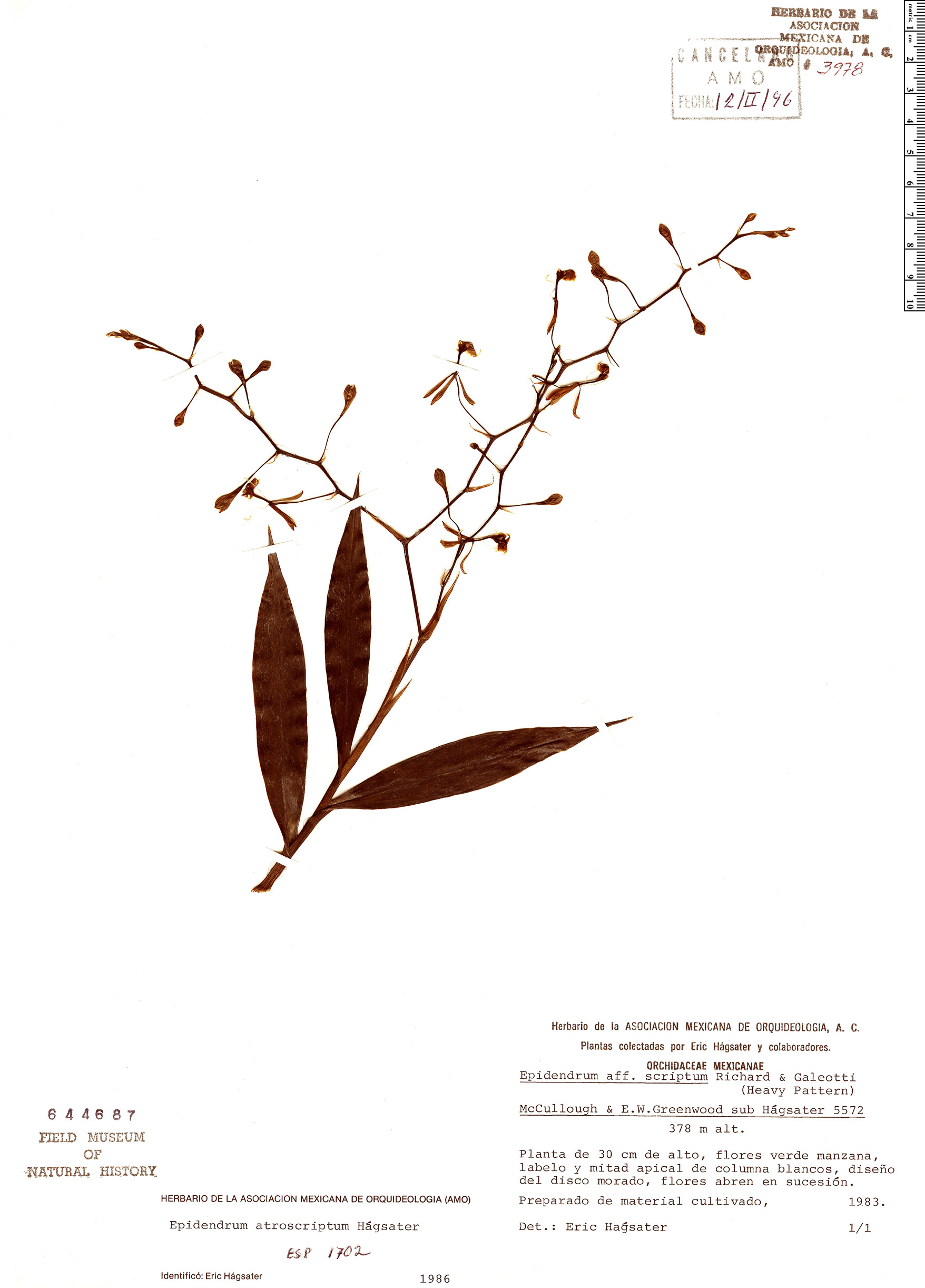Epidendrum atroscriptum image