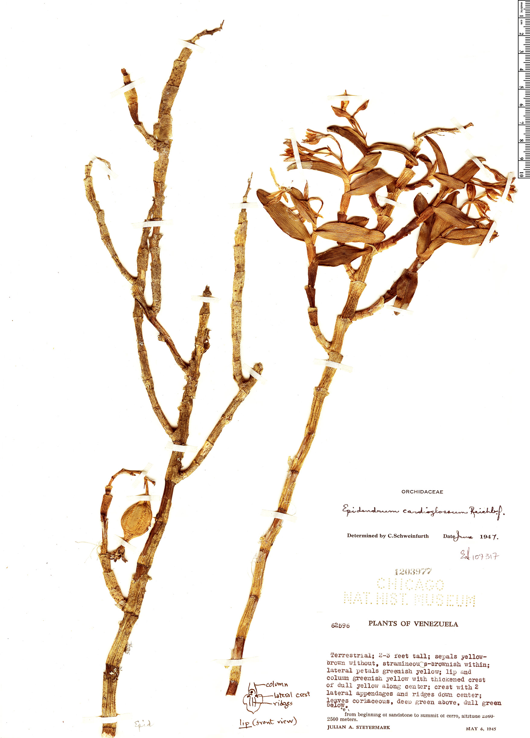 Epidendrum cardioglossum image