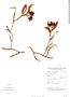Epidendrum cerinum image