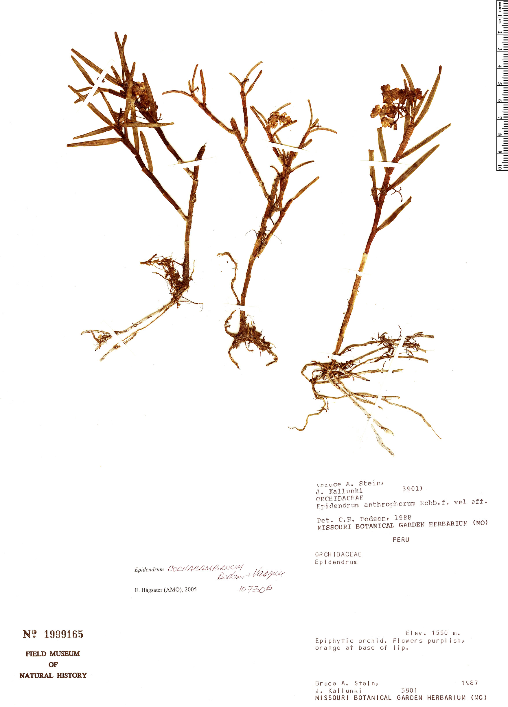Epidendrum cochabambanum image