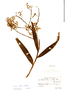 Epidendrum dipus image