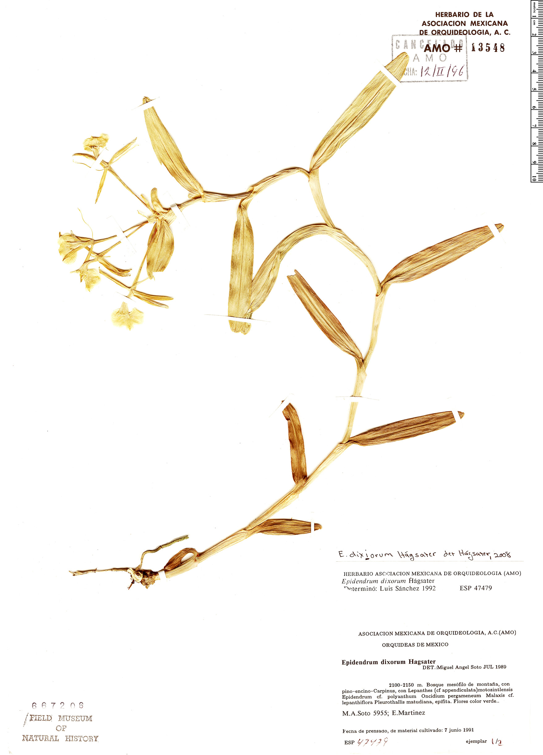 Epidendrum dixiorum image