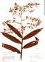 Epidendrum goodspeedianum image