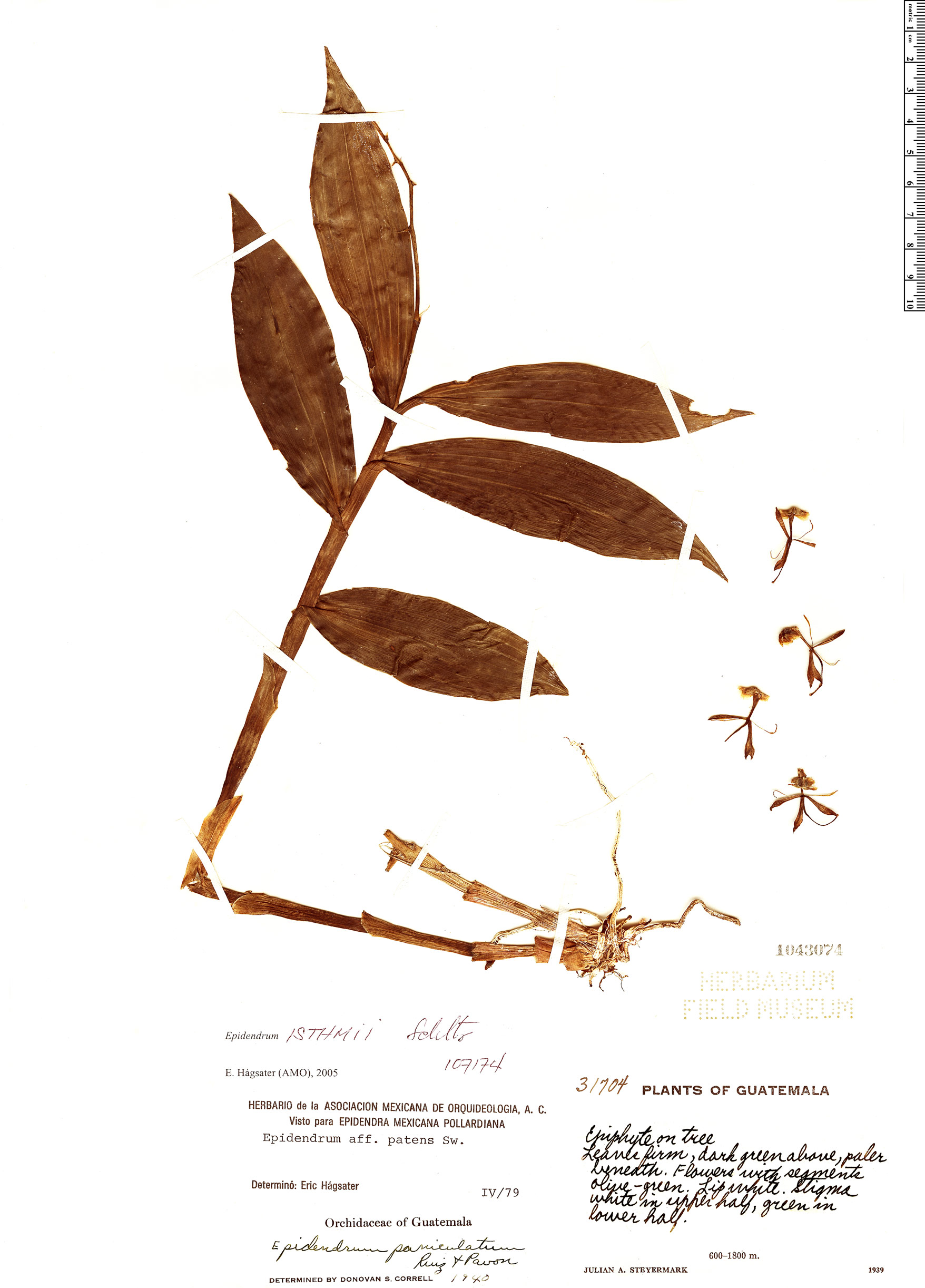 Epidendrum isthmi image