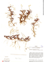 Epidendrum microphyllum image