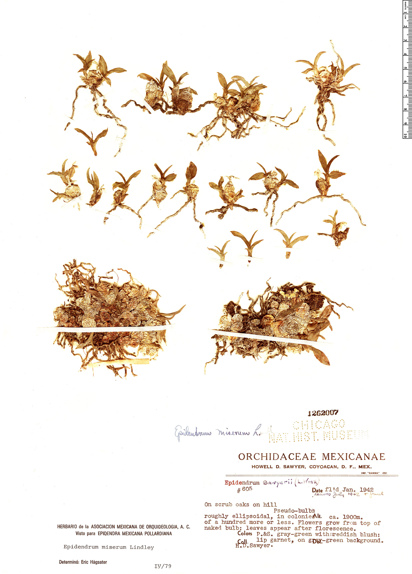 Epidendrum miserum image