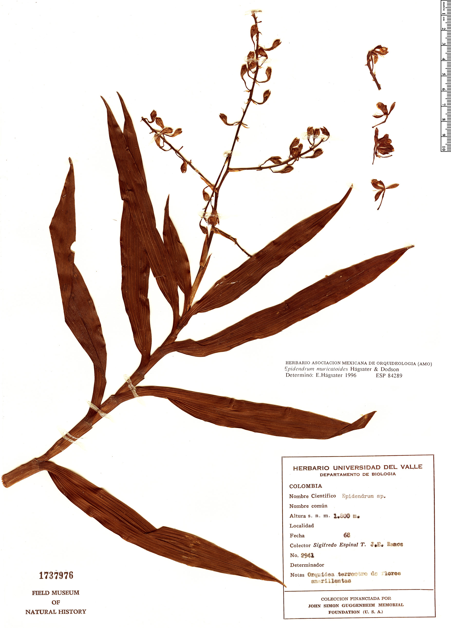 Epidendrum muricatoides image