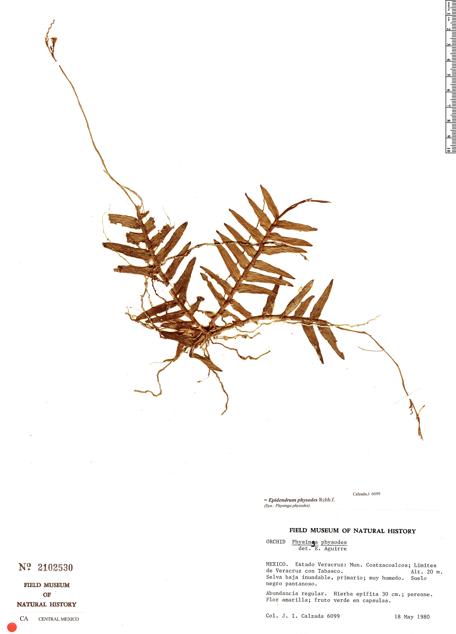 Epidendrum physodes image
