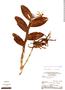 Epidendrum spruceanum image
