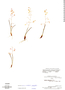 Epidendrum stiliferum image