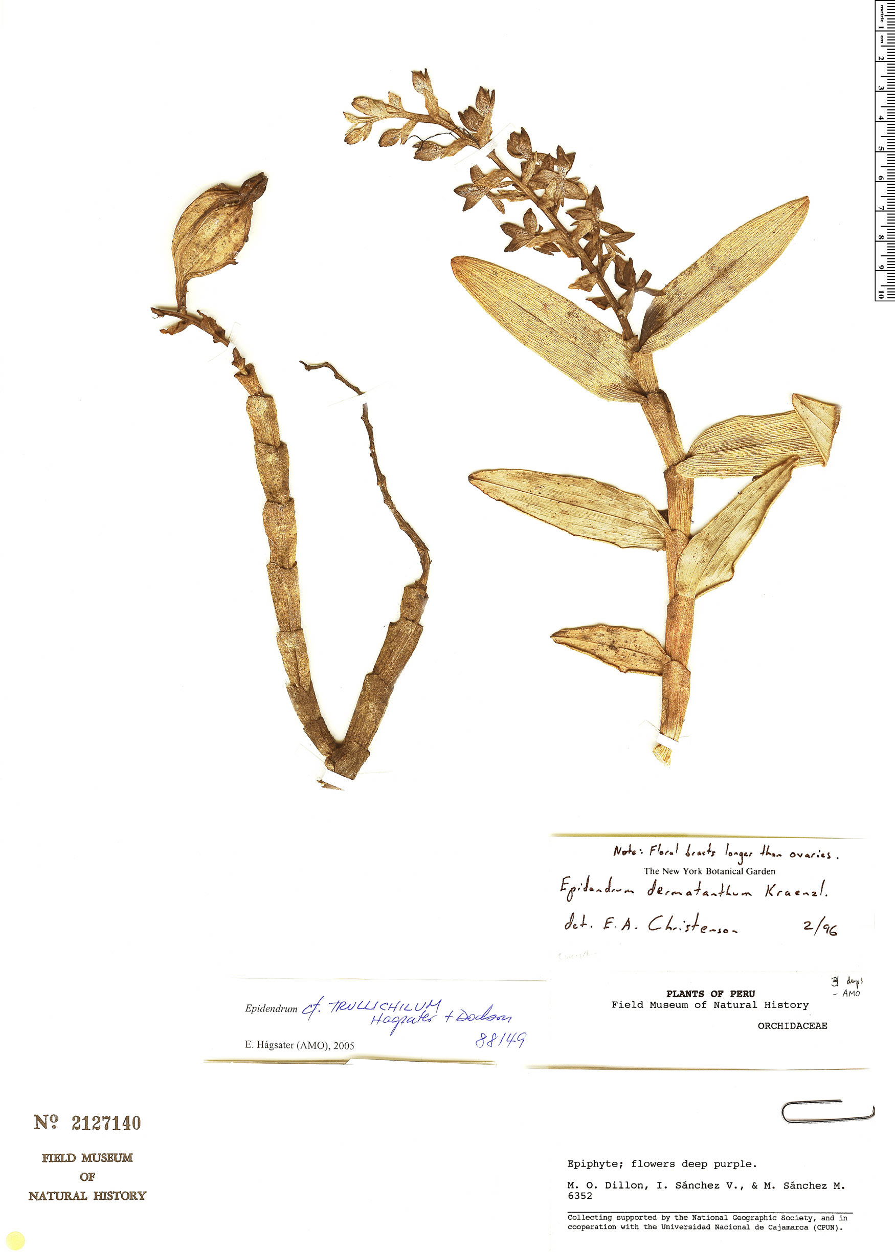 Epidendrum trullichilum image