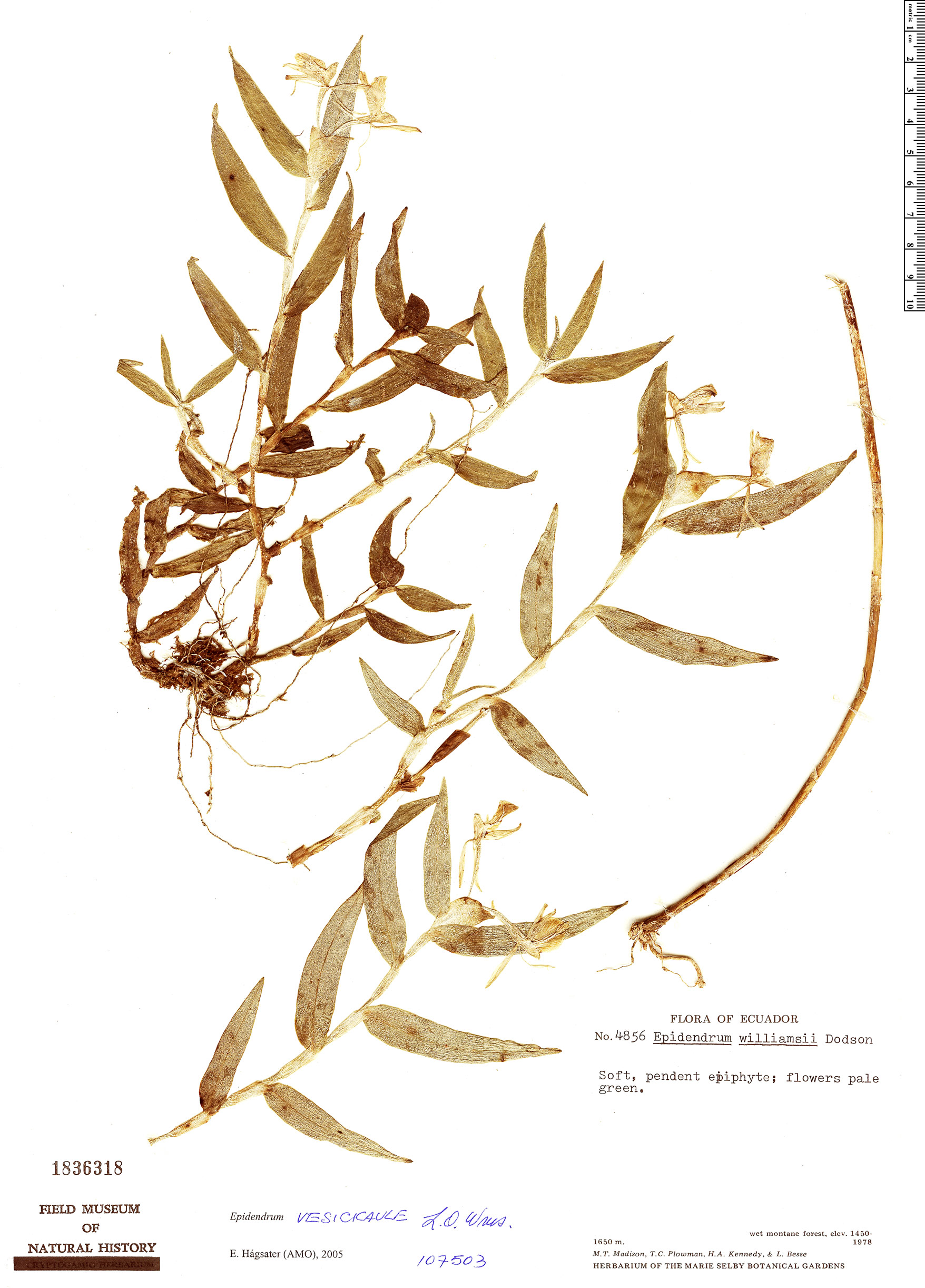 Epidendrum vesicicaule image