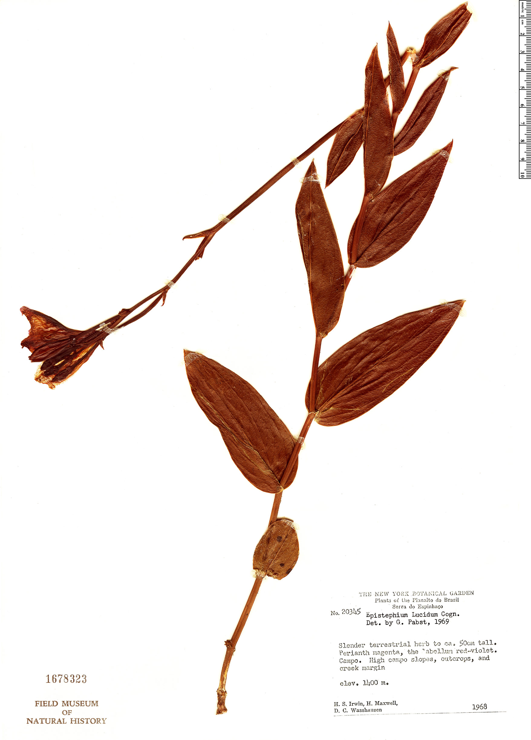 Epistephium williamsii image