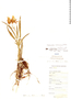 Galeandra batemanii image