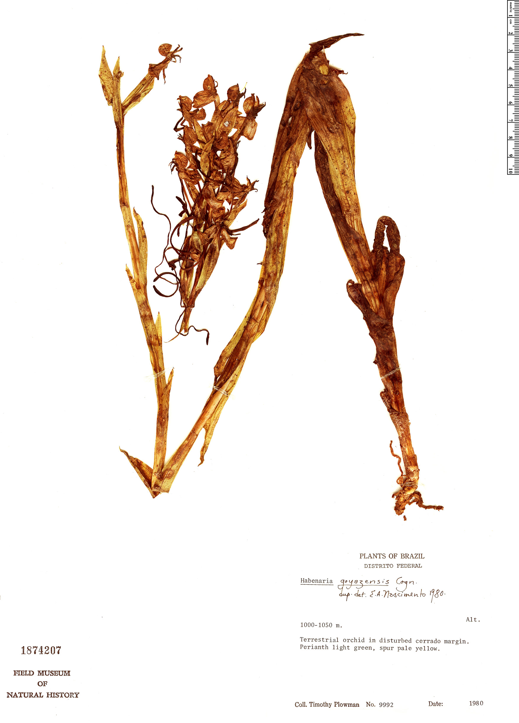 Habenaria bicornis image