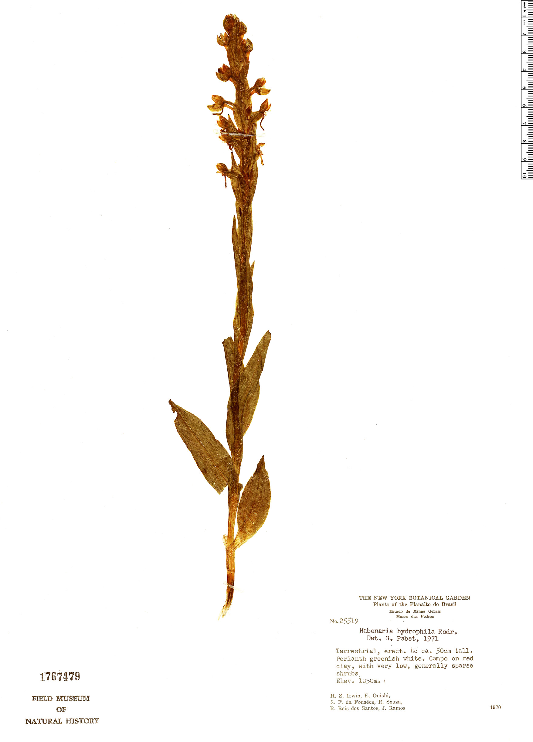 Habenaria hydrophila image