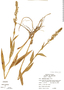 Habenaria repens image