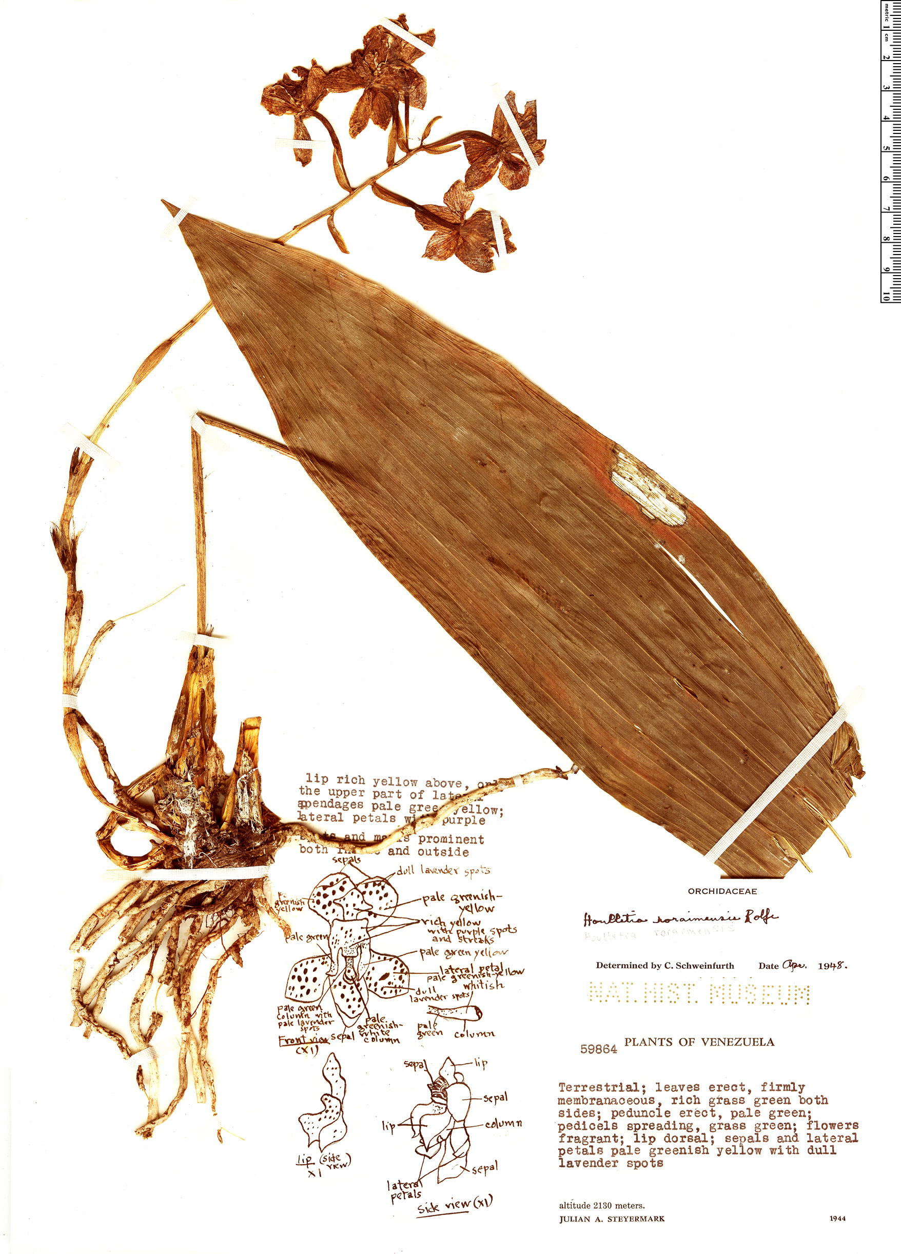 Houlletia roraimensis image