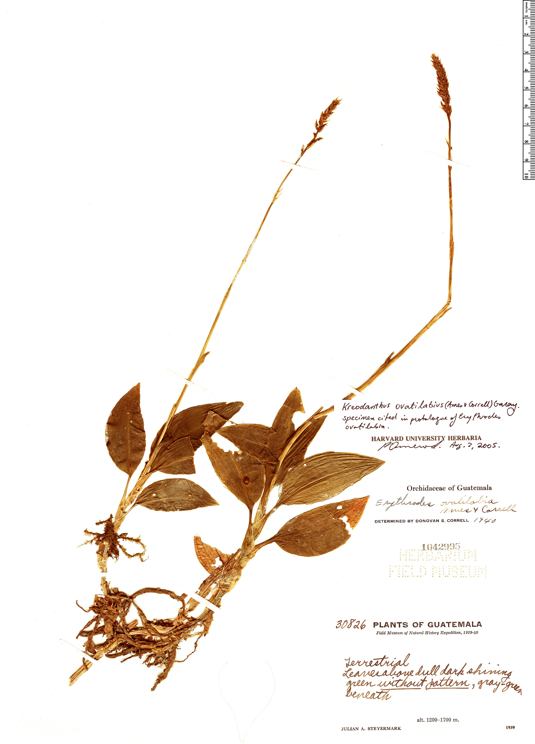Kreodanthus ovatilabius image