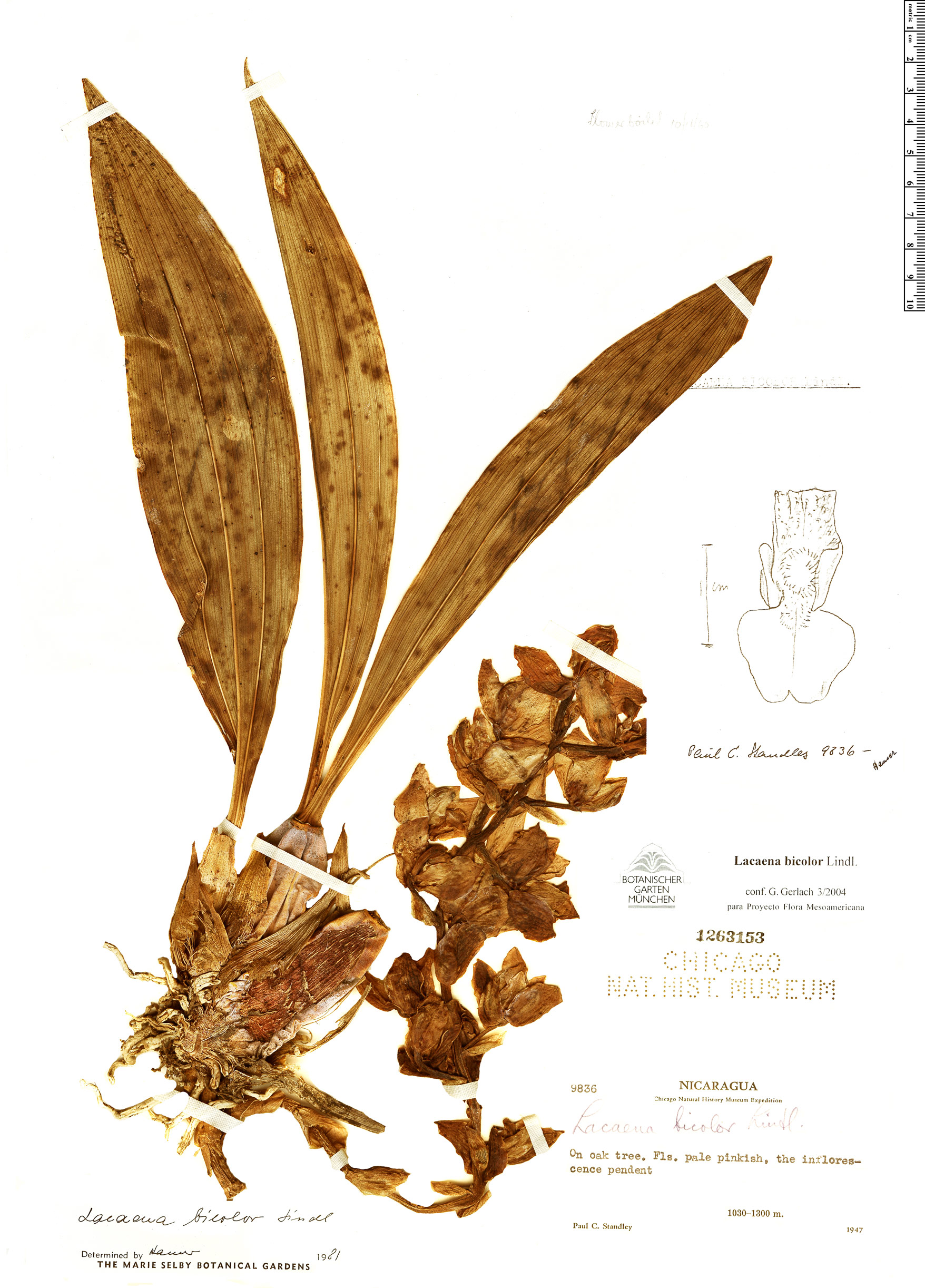 Lacaena bicolor image