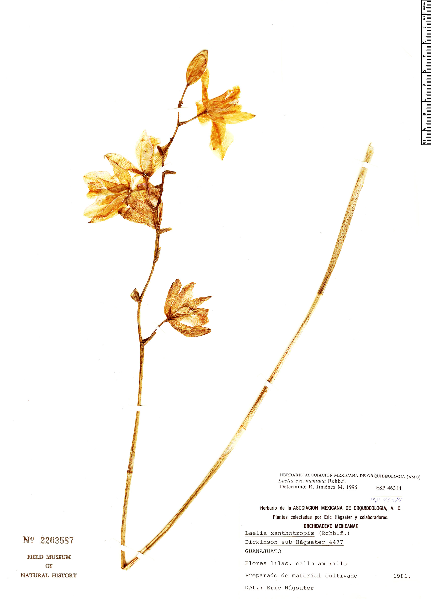 Laelia eyermaniana image