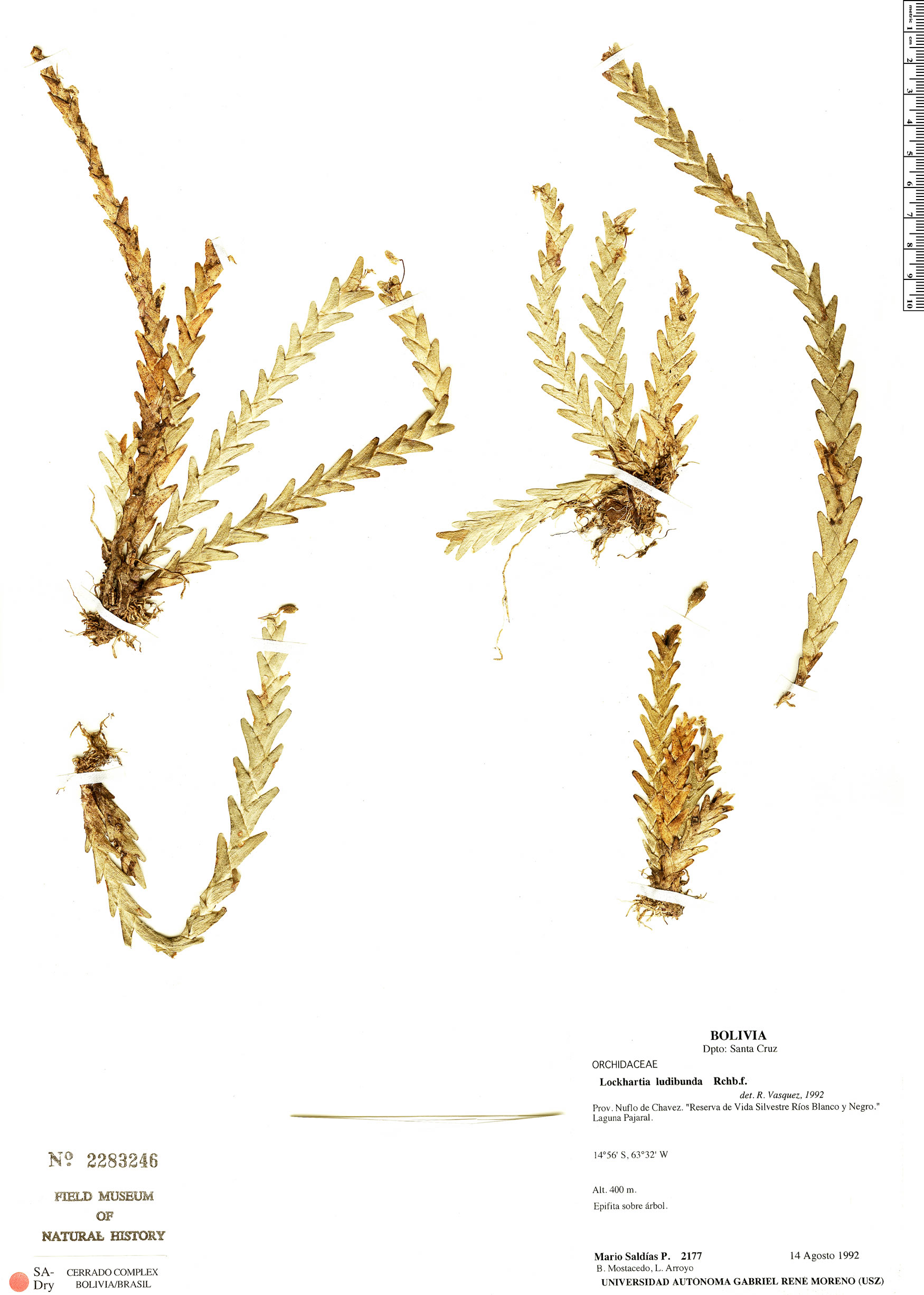 Lockhartia ludibunda image