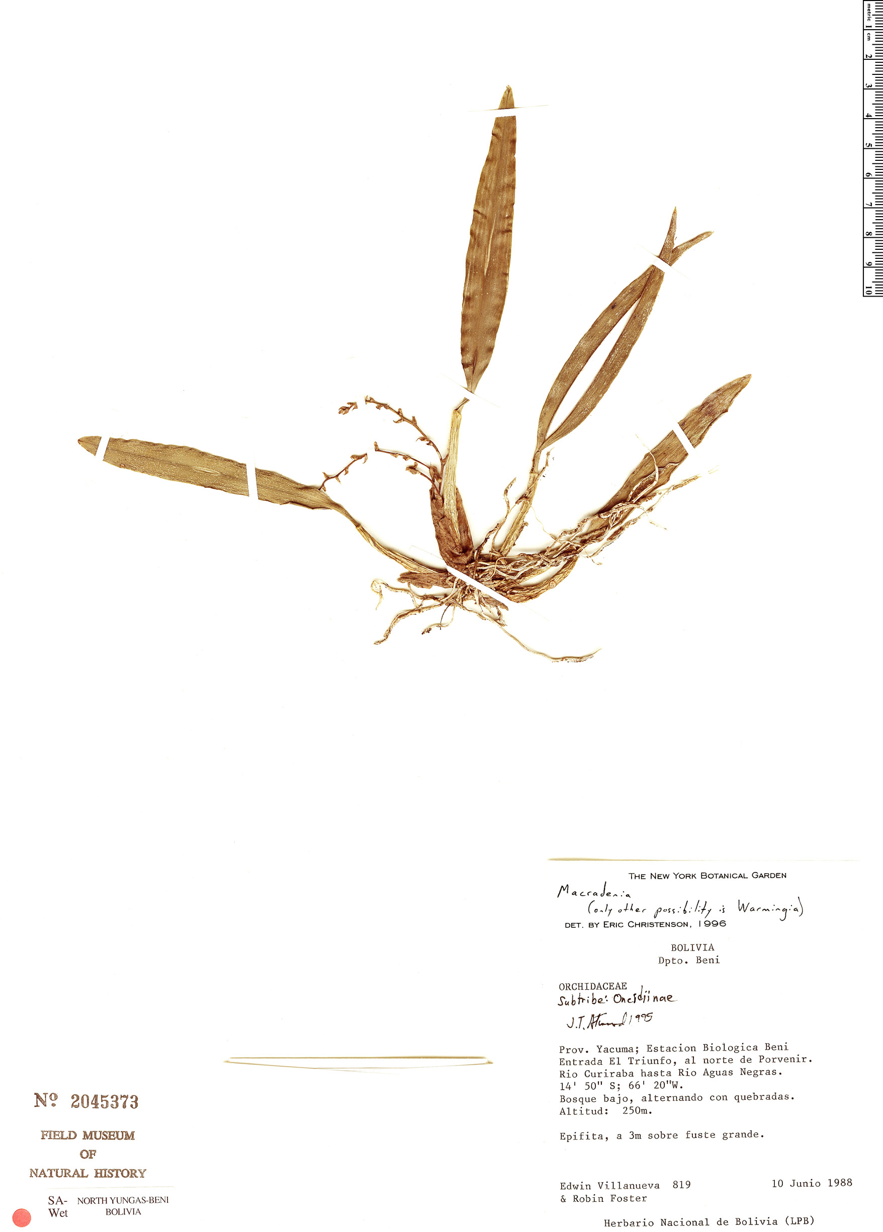 Macradenia paraensis image