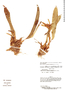Maxillaria angustisegmenta image