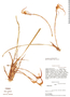 Maxillaria arachnites image
