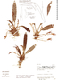 Maxillaria confusa image