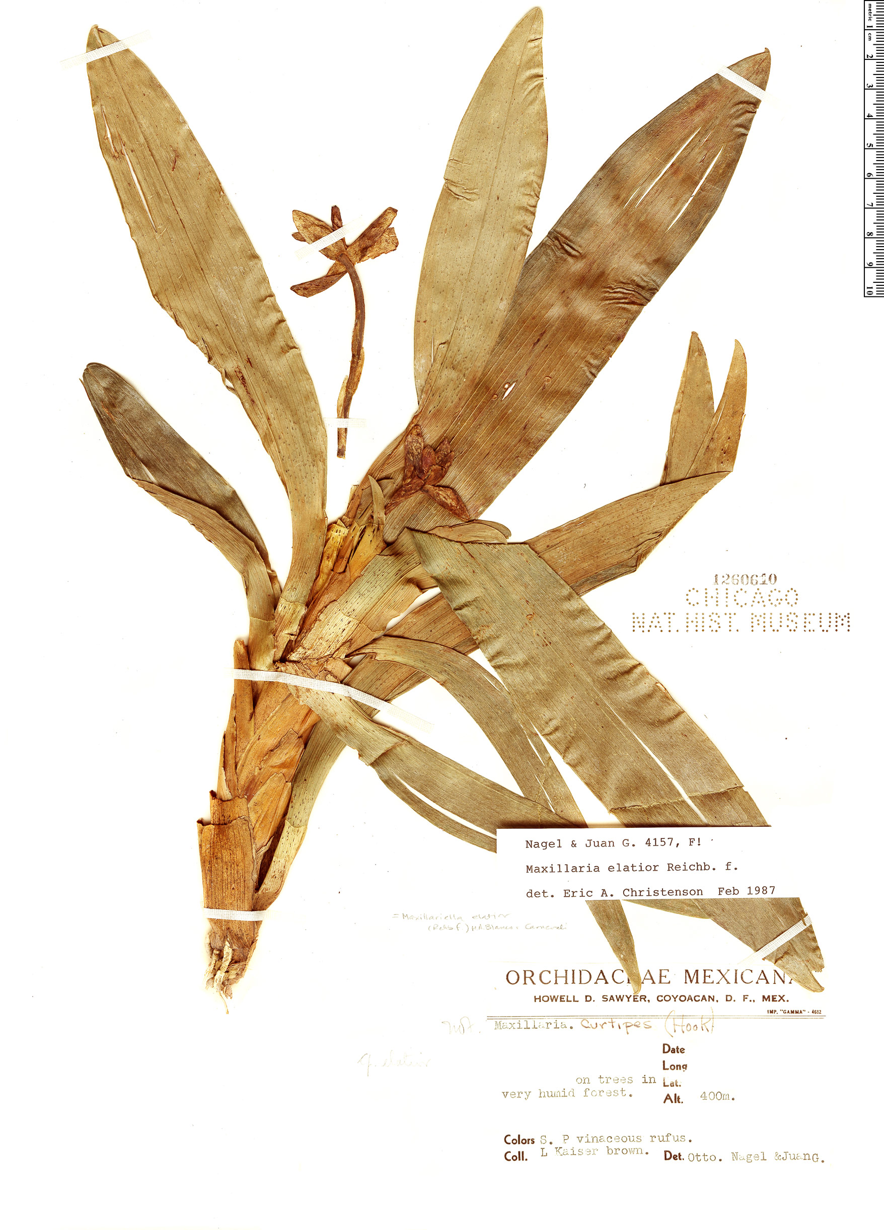 Maxillaria elatior image