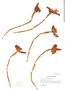 Maxillaria molitor image