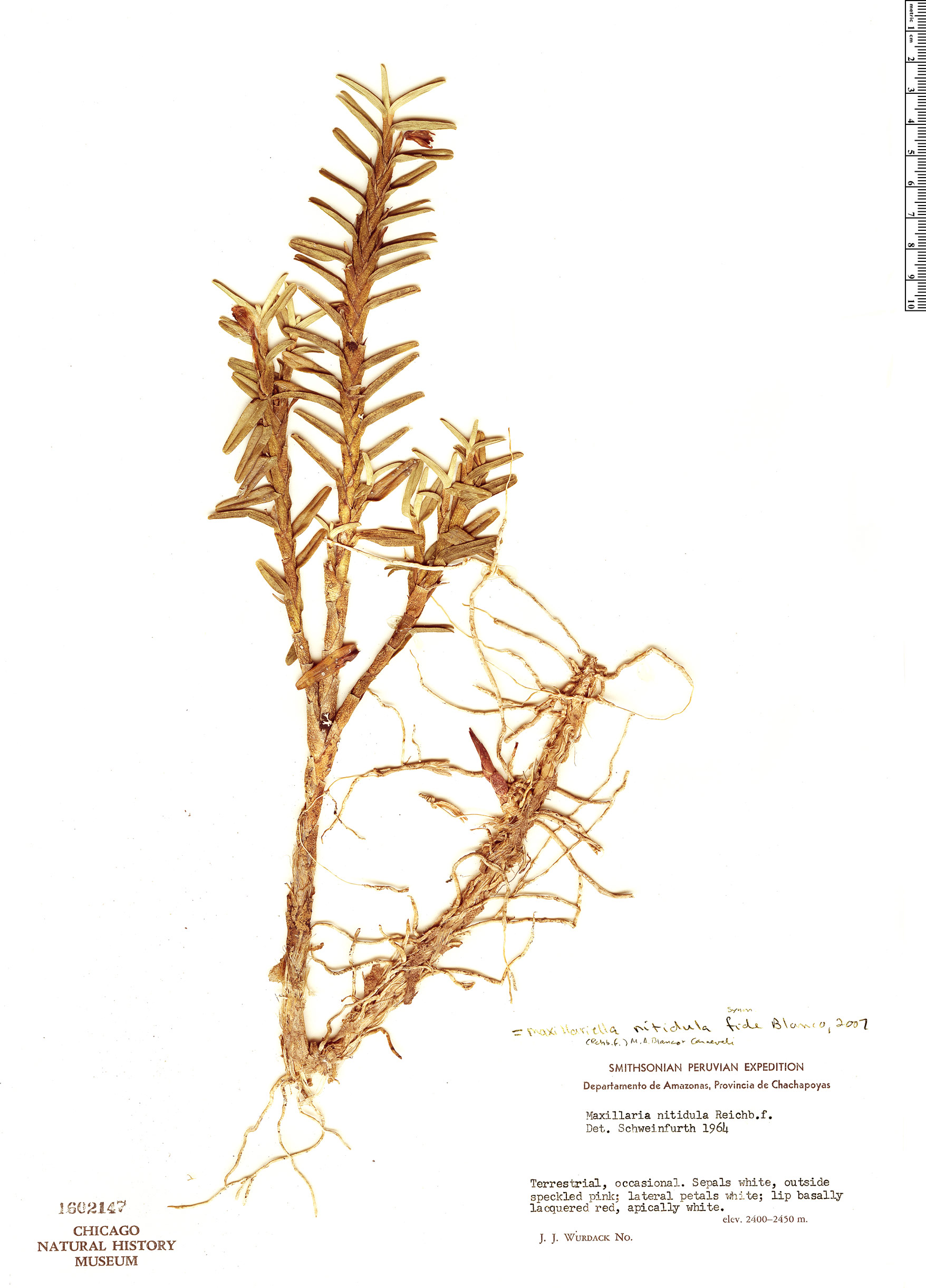 Maxillaria nitidula image