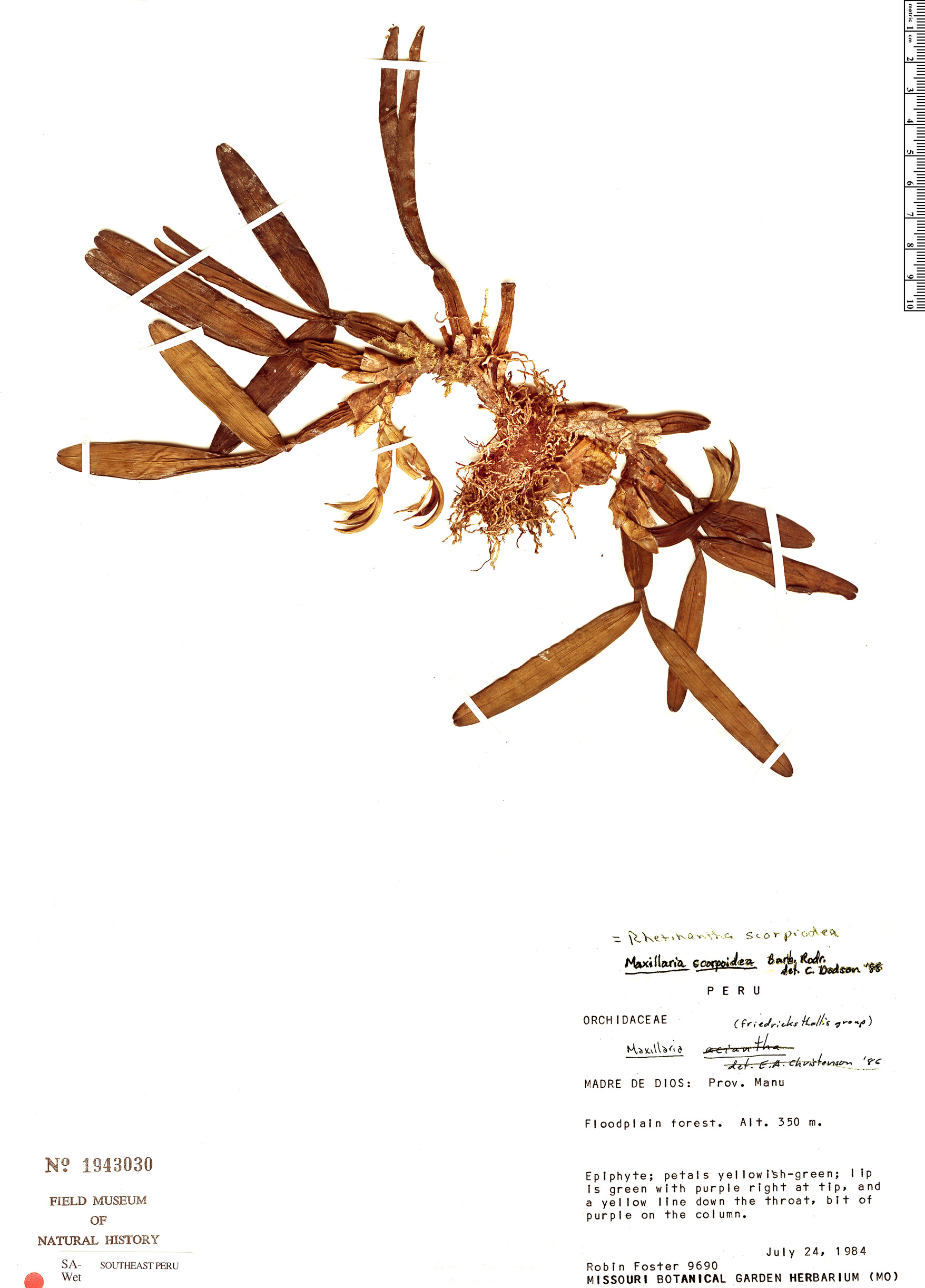 Rhetinantha scorpioidea image