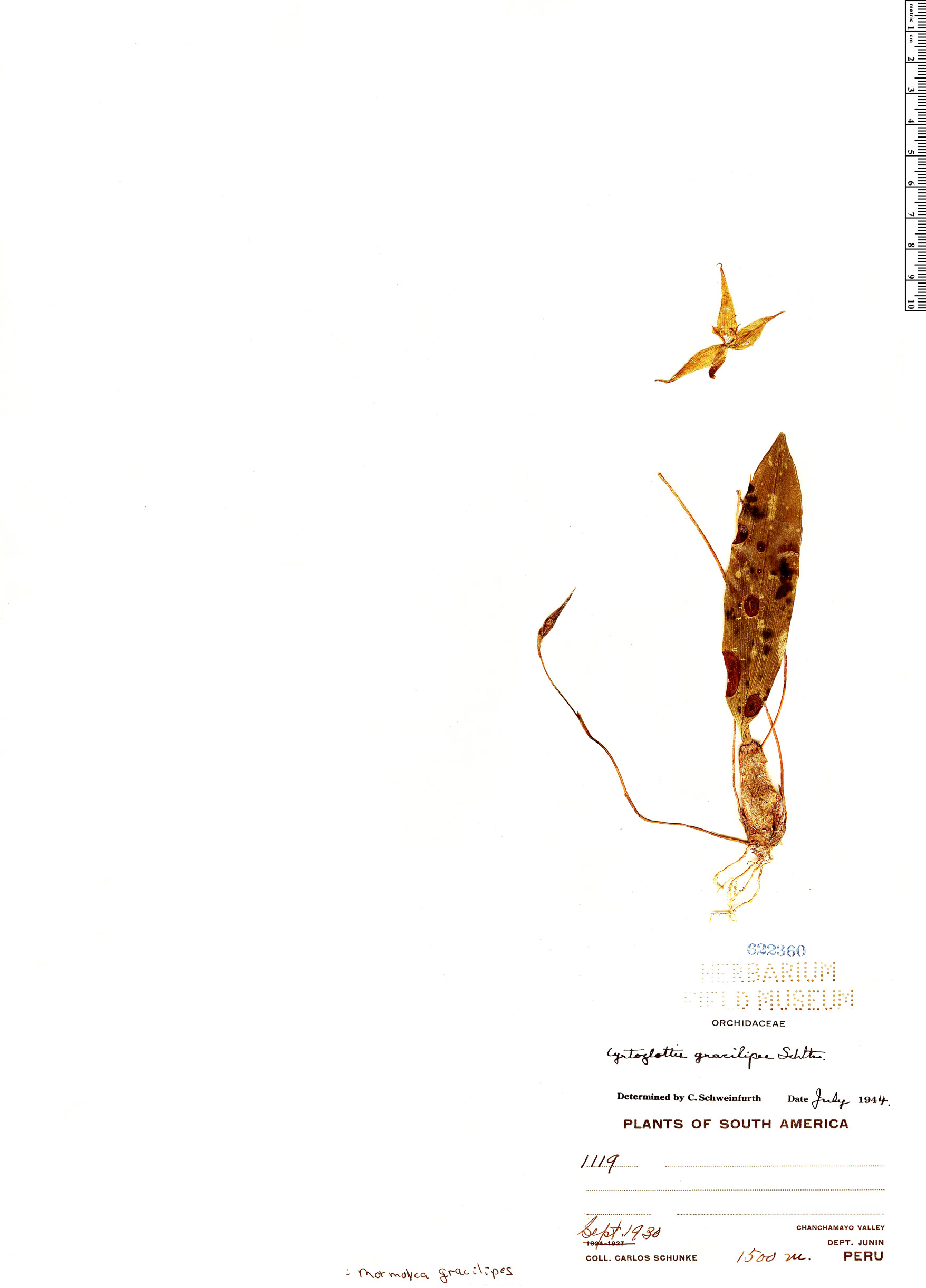 Mormolyca gracilipes image