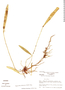 Myoxanthus octomeriae image