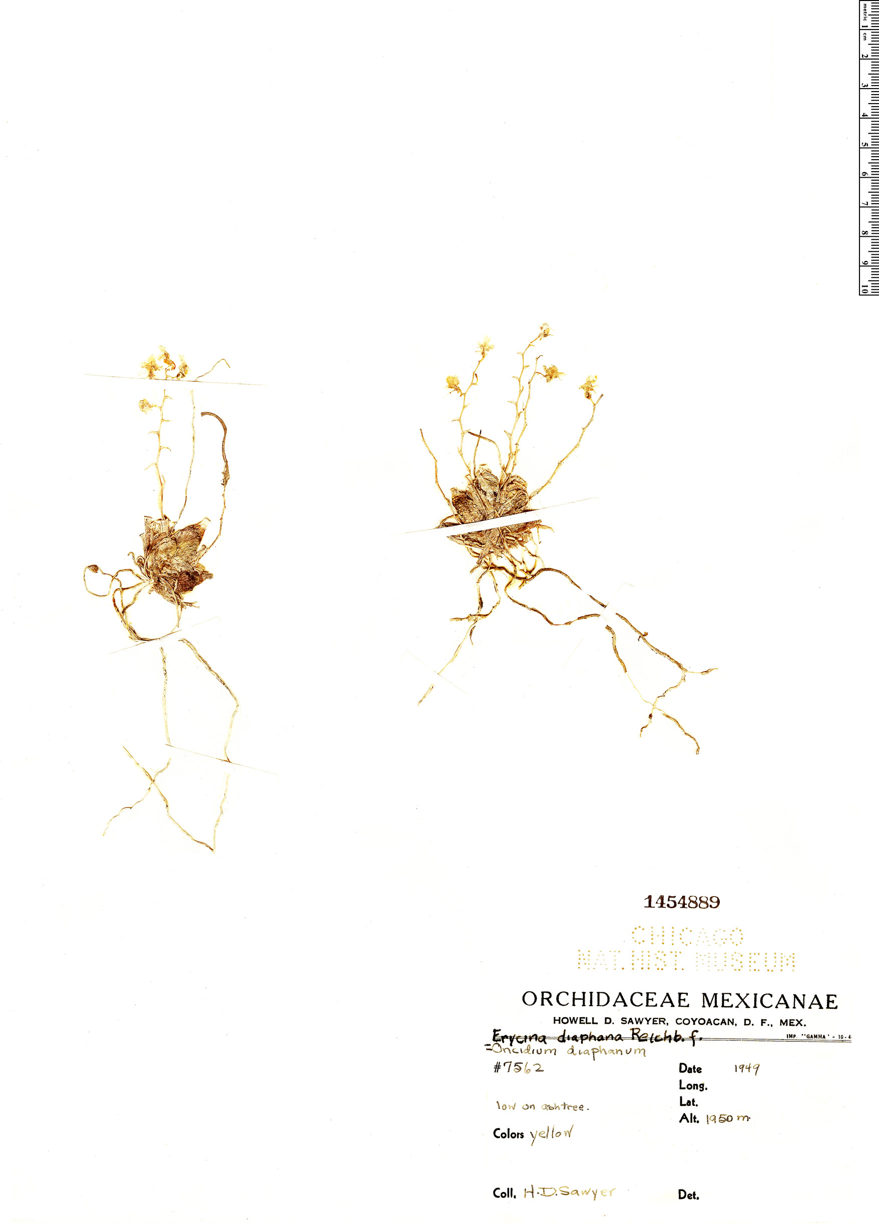 Erycina hyalinobulbon image