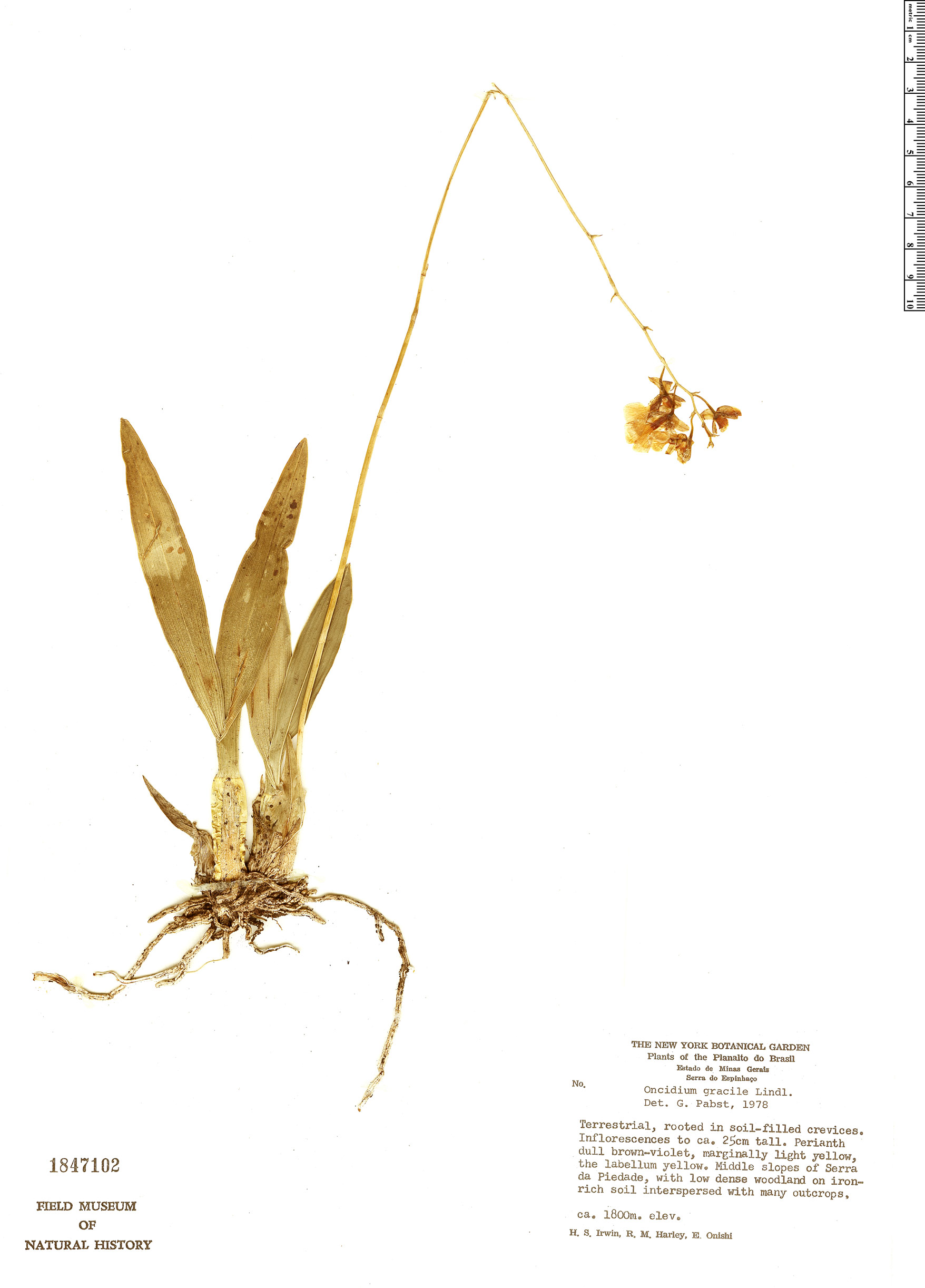 Gomesa gracilis image