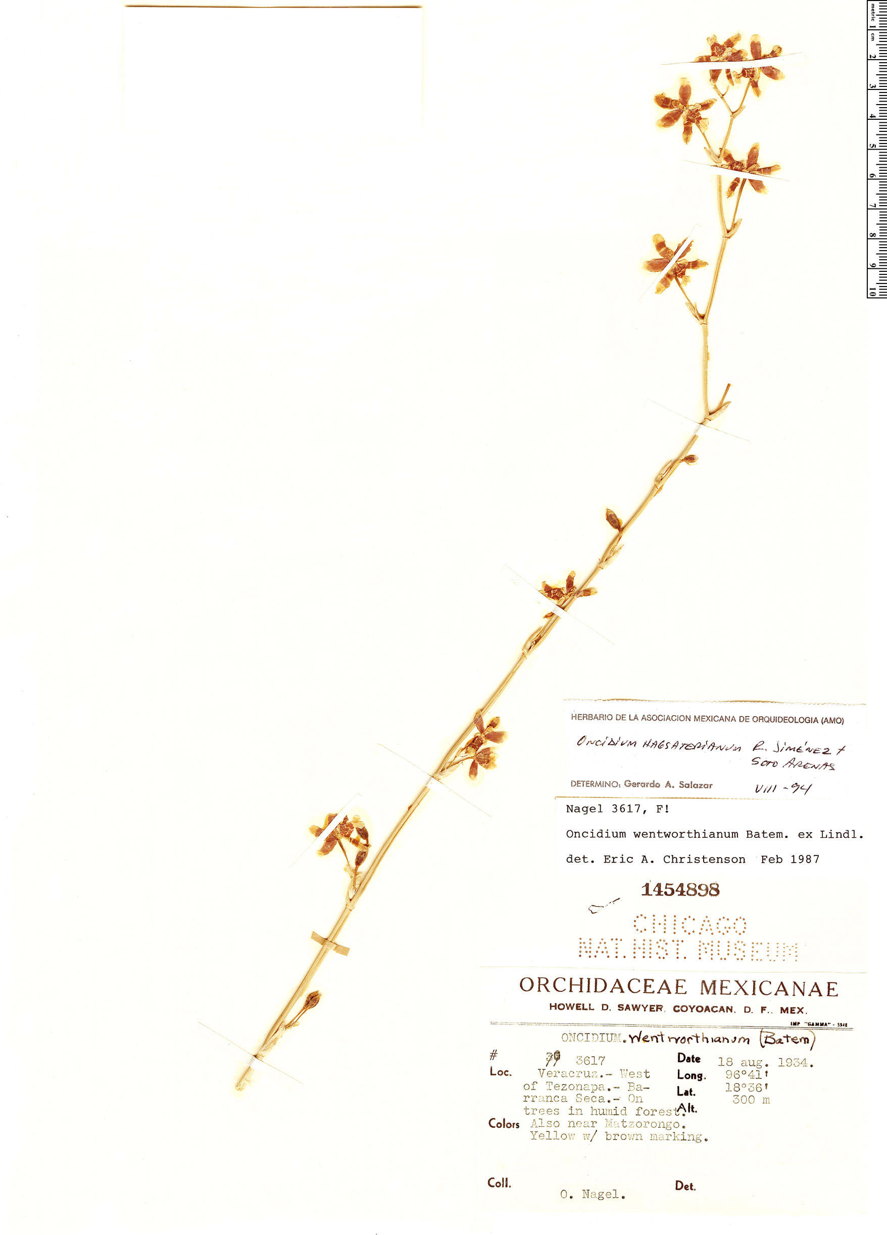 Oncidium hagsaterianum image