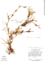 Maxillaria affinis image