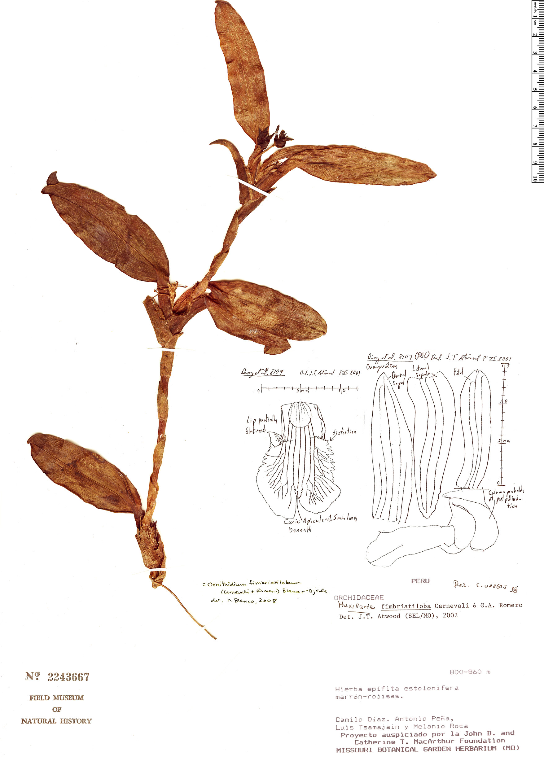 Maxillaria fimbriatiloba image