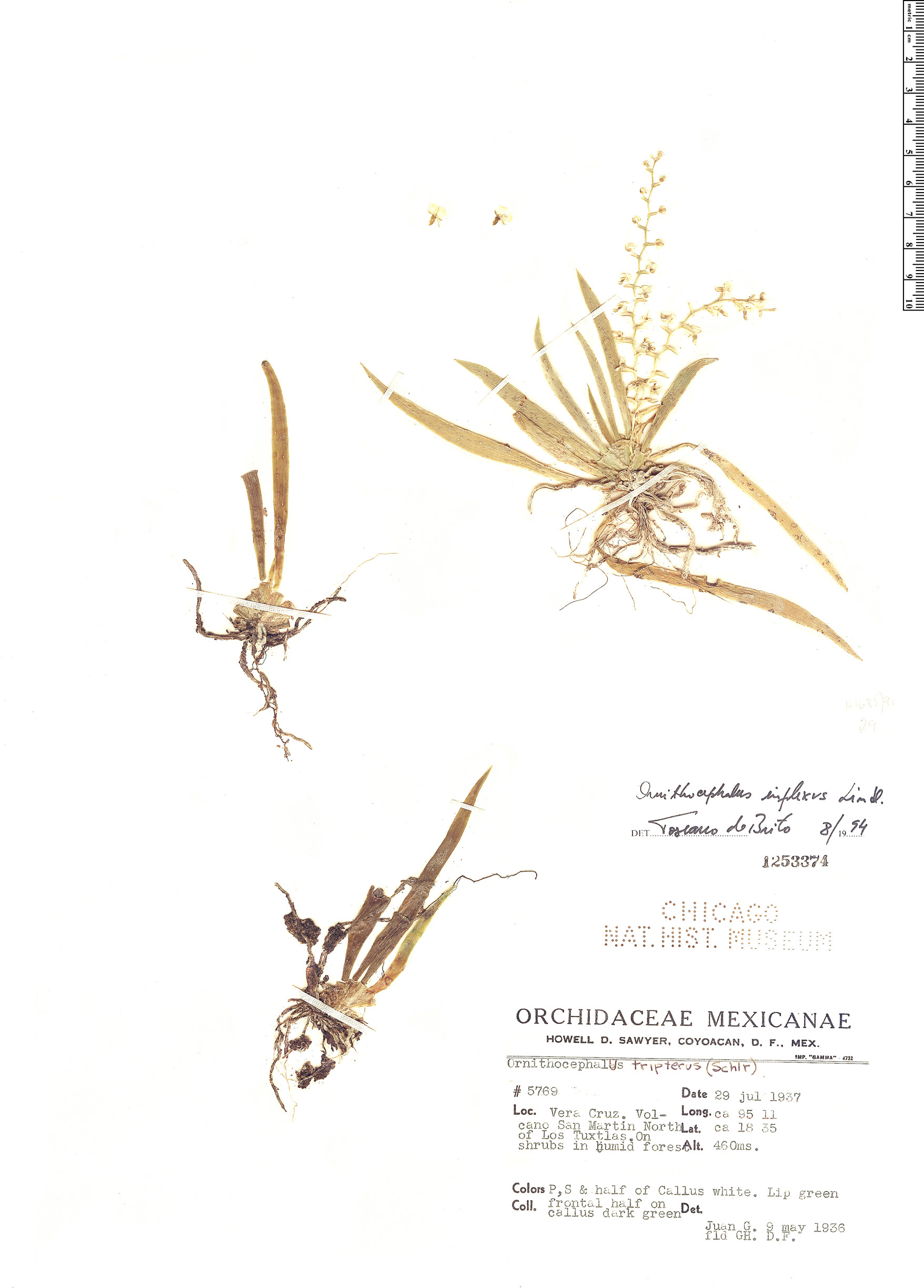 Ornithocephalus inflexus image