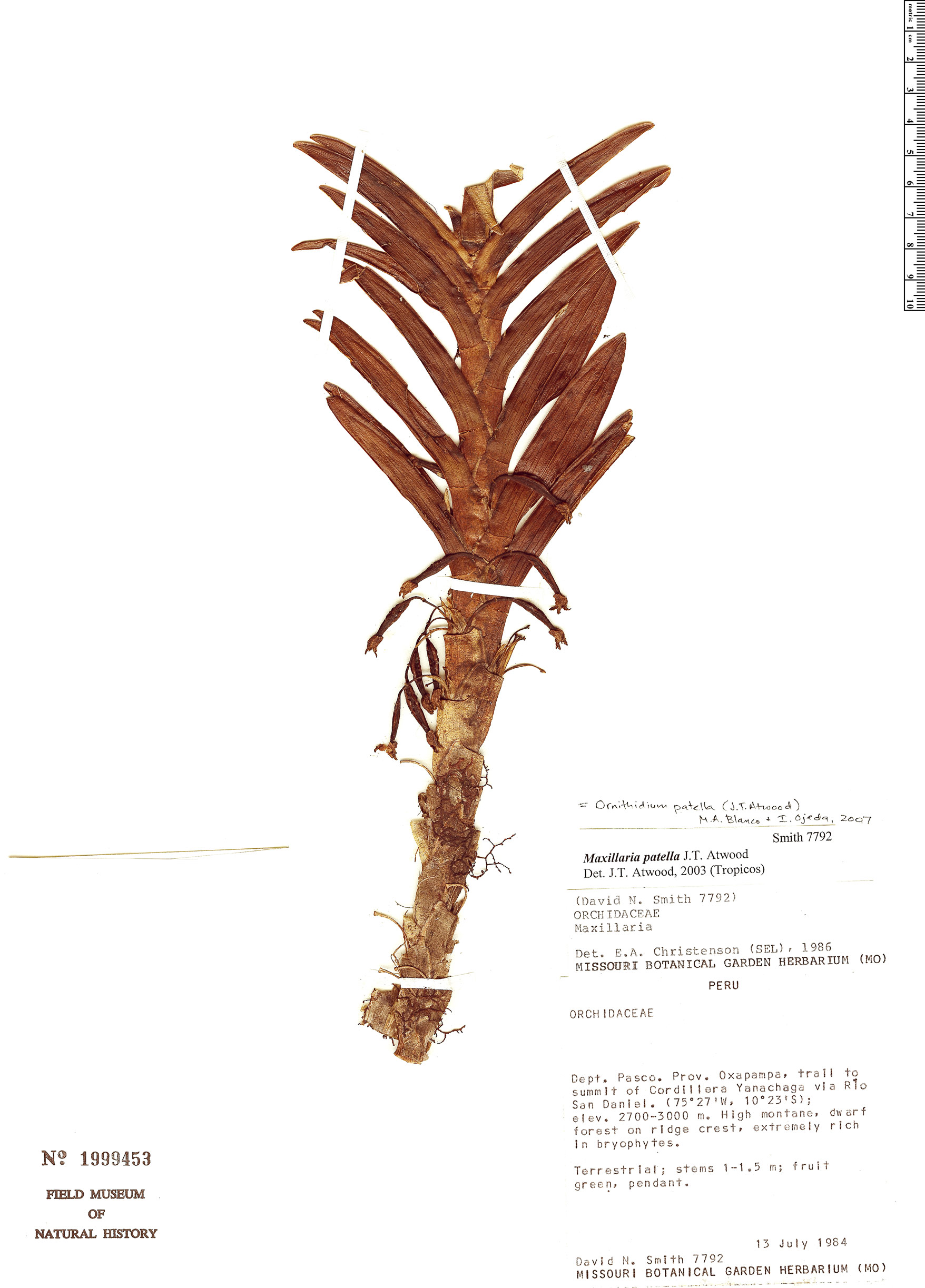 Maxillaria patella image