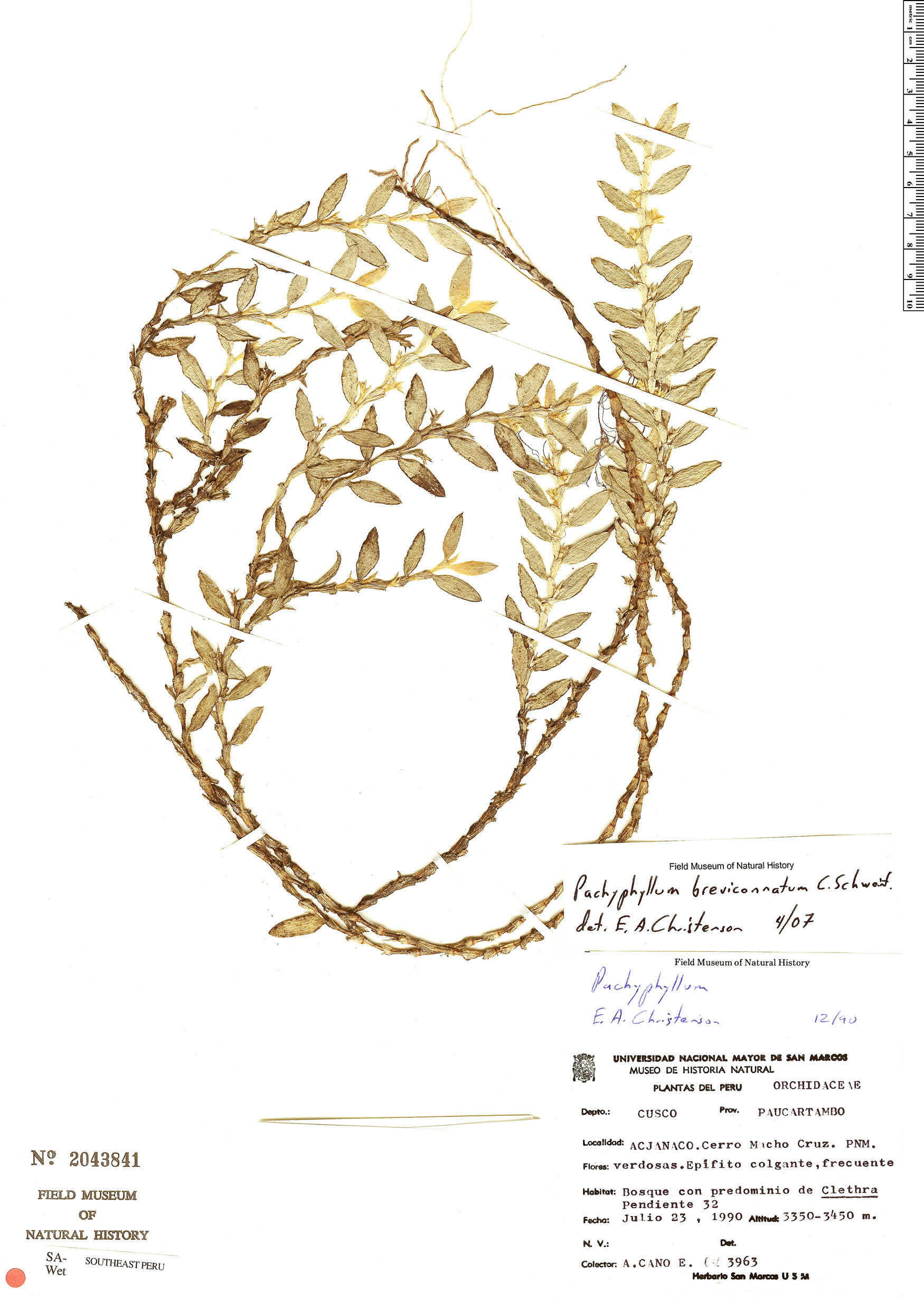 Pachyphyllum breviconnatum image