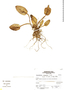 Acianthera polystachya image