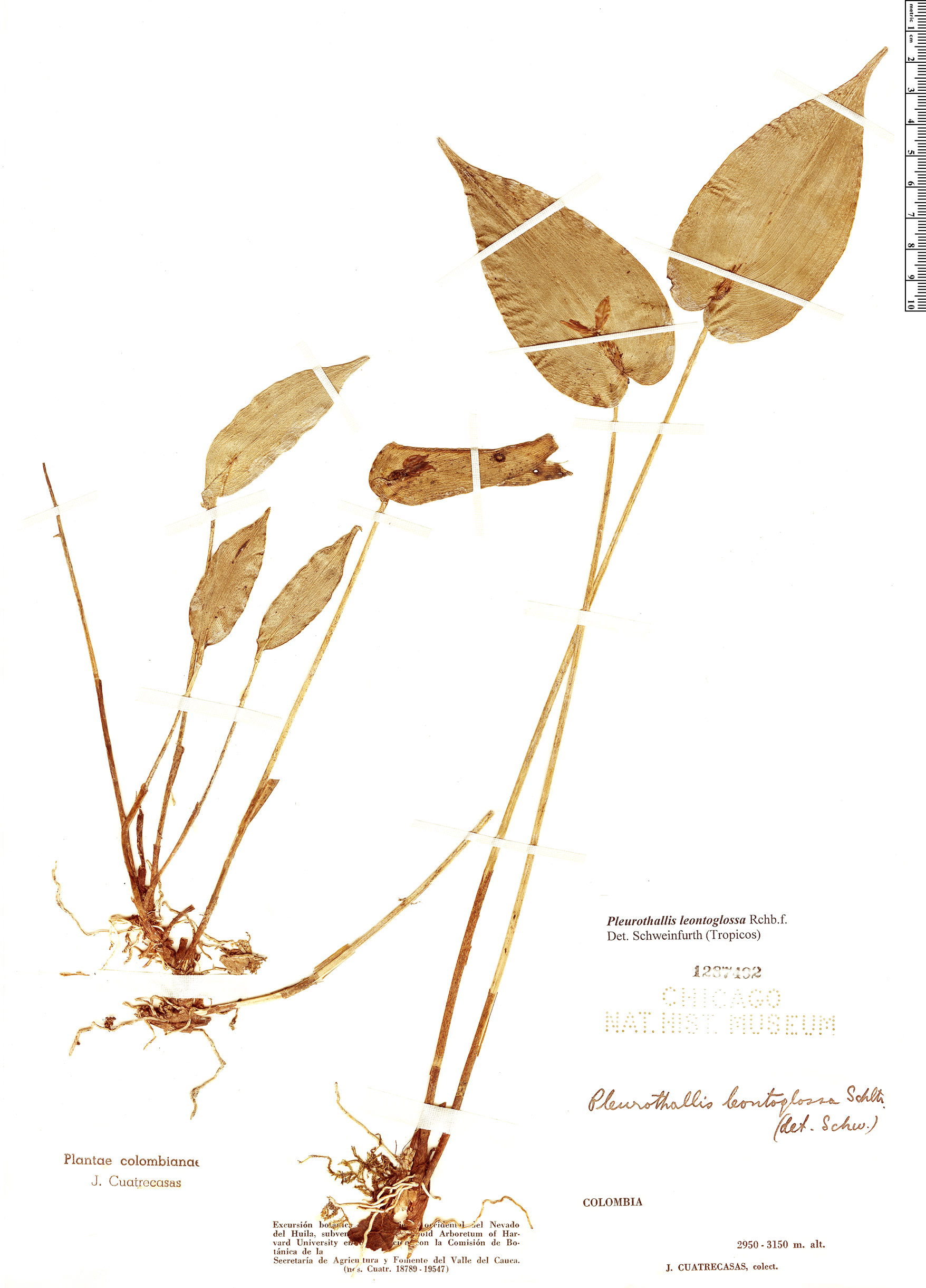 Pleurothallis uniflora image